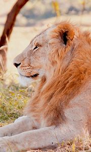 Preview wallpaper lion, predator, lying, grass, field