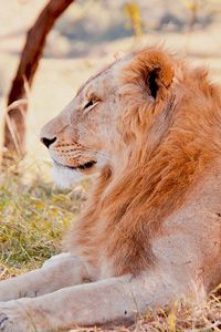 Preview wallpaper lion, predator, lying, grass, field