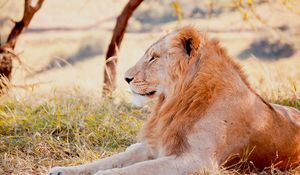 Preview wallpaper lion, predator, lying, grass, field