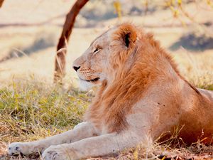 Preview wallpaper lion, predator, lying, grass, field