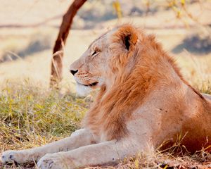 Preview wallpaper lion, predator, lying, grass, field