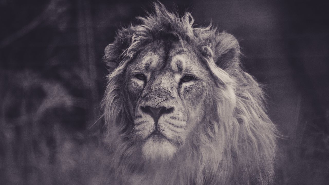 Wallpaper lion, predator, mane, sight, bw