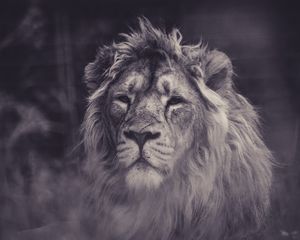 Preview wallpaper lion, predator, mane, sight, bw