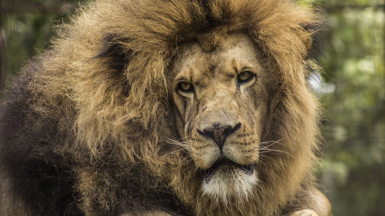 Wallpaper lion, predator, mane, look, muzzle