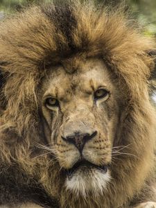 Preview wallpaper lion, predator, mane, look, muzzle
