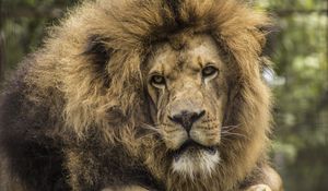 Preview wallpaper lion, predator, mane, look, muzzle