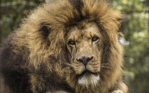 Preview wallpaper lion, predator, mane, look, muzzle