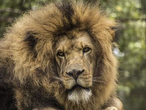 Preview wallpaper lion, predator, mane, look, muzzle