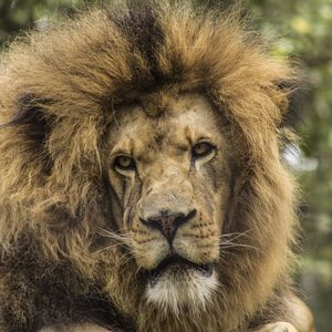 Preview wallpaper lion, predator, mane, look, muzzle