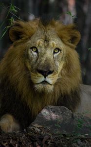Preview wallpaper lion, predator, mane, king of beasts, big cat