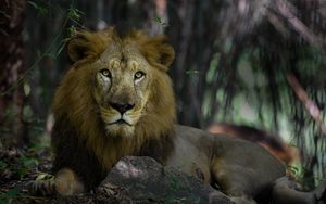 Preview wallpaper lion, predator, mane, king of beasts, big cat