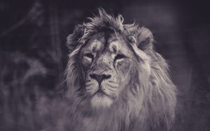 Preview wallpaper lion, predator, mane, sight, bw