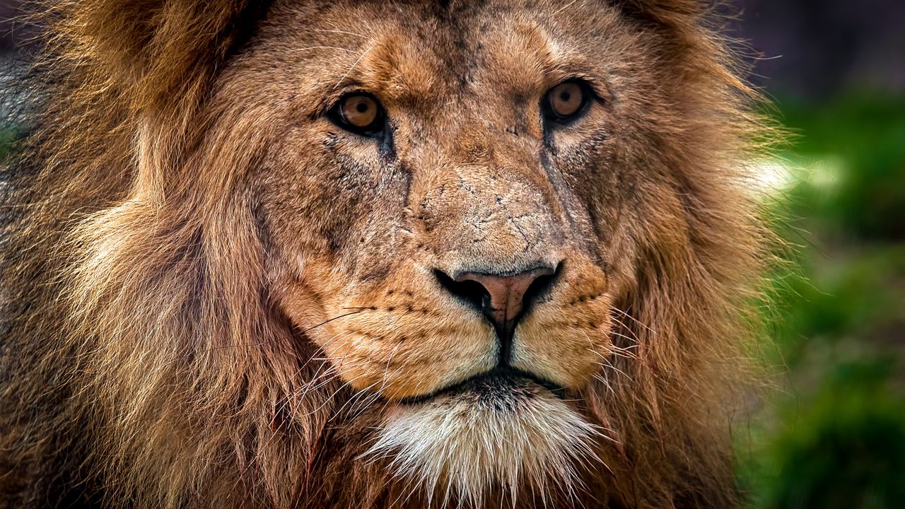 Wallpaper lion, predator, muzzle, close-up, king of beasts