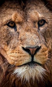 Preview wallpaper lion, predator, muzzle, close-up, king of beasts