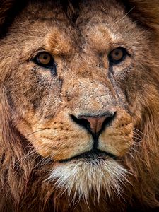 Preview wallpaper lion, predator, muzzle, close-up, king of beasts