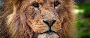 Preview wallpaper lion, predator, muzzle, close-up, king of beasts