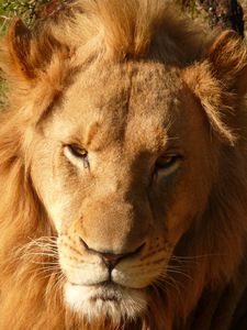 Preview wallpaper lion, predator, muzzle, mane
