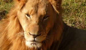 Preview wallpaper lion, predator, muzzle, mane