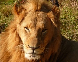 Preview wallpaper lion, predator, muzzle, mane