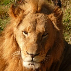 Preview wallpaper lion, predator, muzzle, mane