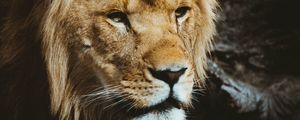 Preview wallpaper lion, predator, muzzle, look
