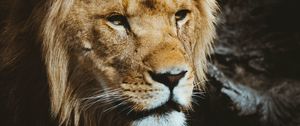 Preview wallpaper lion, predator, muzzle, look