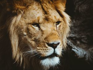 Preview wallpaper lion, predator, muzzle, look