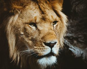 Preview wallpaper lion, predator, muzzle, look