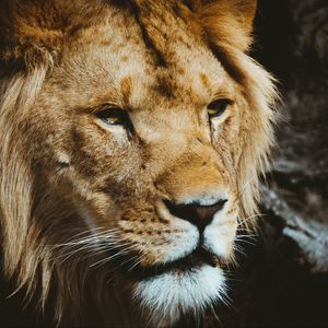 Preview wallpaper lion, predator, muzzle, look