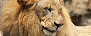 Preview wallpaper lion, predator, muzzle, mane