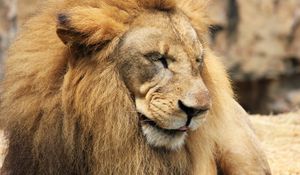 Preview wallpaper lion, predator, muzzle, mane