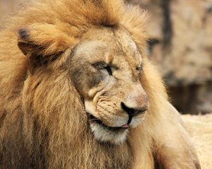 Preview wallpaper lion, predator, muzzle, mane
