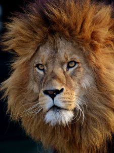Preview wallpaper lion, predator, muzzle