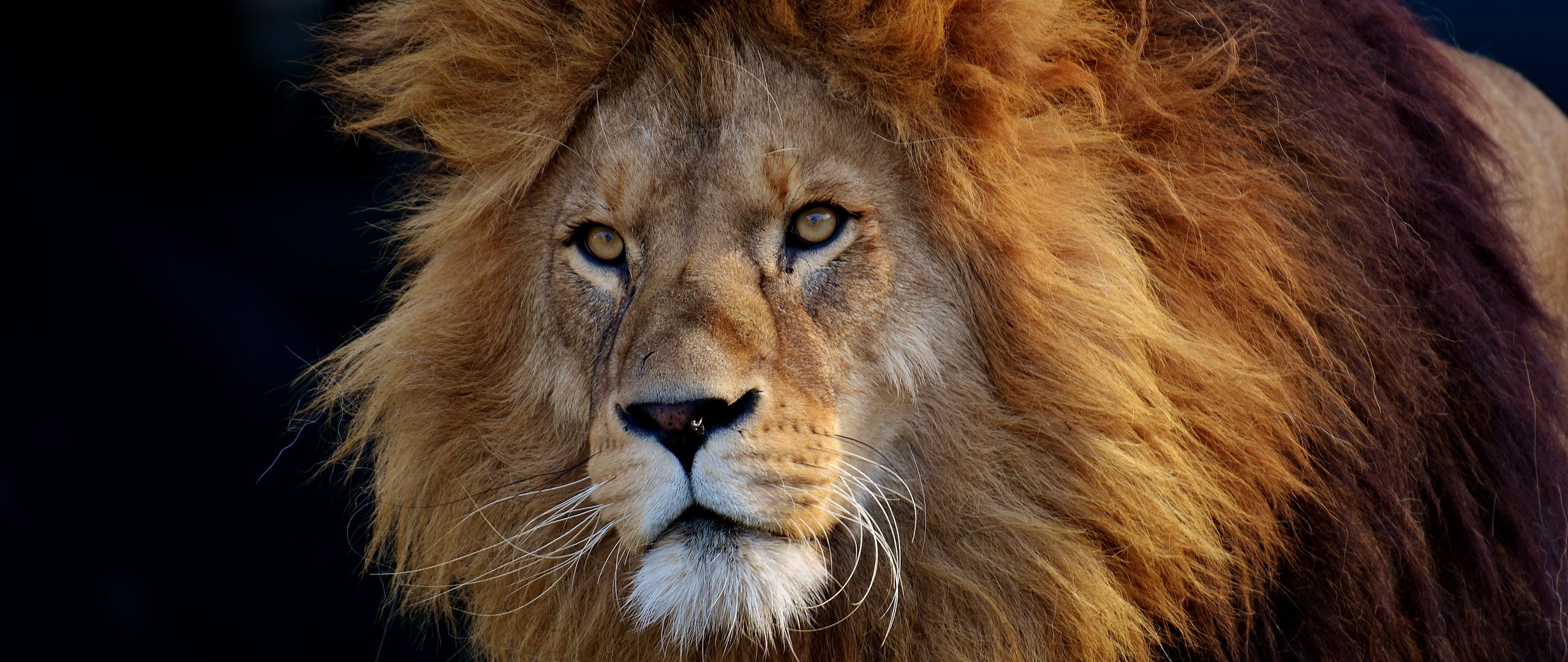 Download wallpaper 2560x1080 lion, predator, muzzle dual wide 1080p hd ...