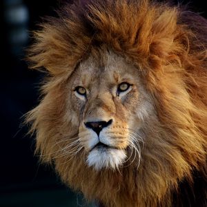 Preview wallpaper lion, predator, muzzle