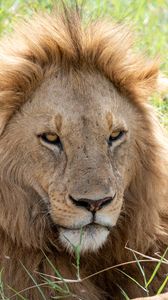 Preview wallpaper lion, predator, muzzle, glance, big cat