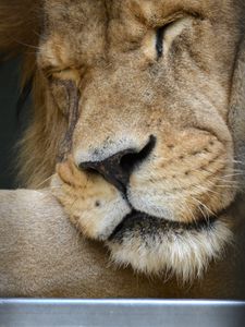 Preview wallpaper lion, predator, nose, big cat