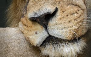 Preview wallpaper lion, predator, nose, big cat