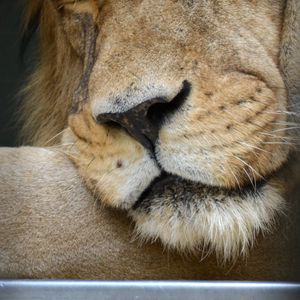 Preview wallpaper lion, predator, nose, big cat