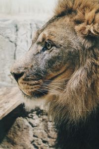 Preview wallpaper lion, predator, profile, mane, sight, king of beasts, big cat
