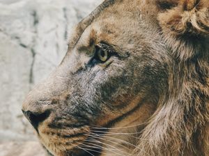 Preview wallpaper lion, predator, profile, mane, sight, king of beasts, big cat