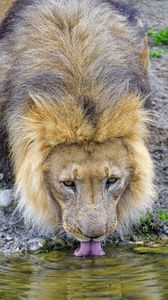Preview wallpaper lion, predator, protruding tongue, water, big cat