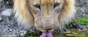 Preview wallpaper lion, predator, protruding tongue, water, big cat