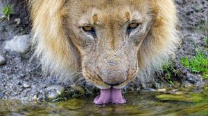 Preview wallpaper lion, predator, protruding tongue, water, big cat