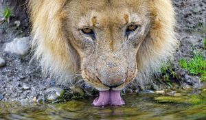 Preview wallpaper lion, predator, protruding tongue, water, big cat