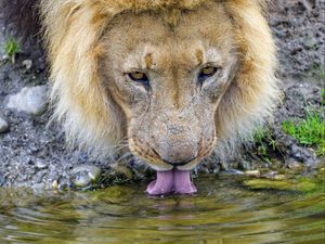 Preview wallpaper lion, predator, protruding tongue, water, big cat
