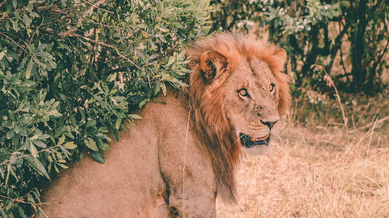 Wallpaper lion, predator, sits, mane, muzzle