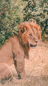 Preview wallpaper lion, predator, sits, mane, muzzle