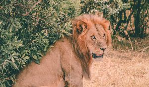 Preview wallpaper lion, predator, sits, mane, muzzle