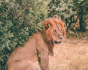 Preview wallpaper lion, predator, sits, mane, muzzle